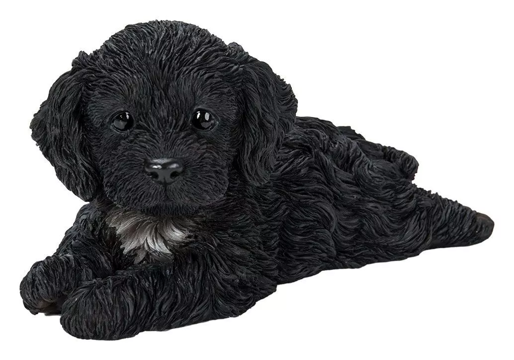 Cockapoo ebay sales