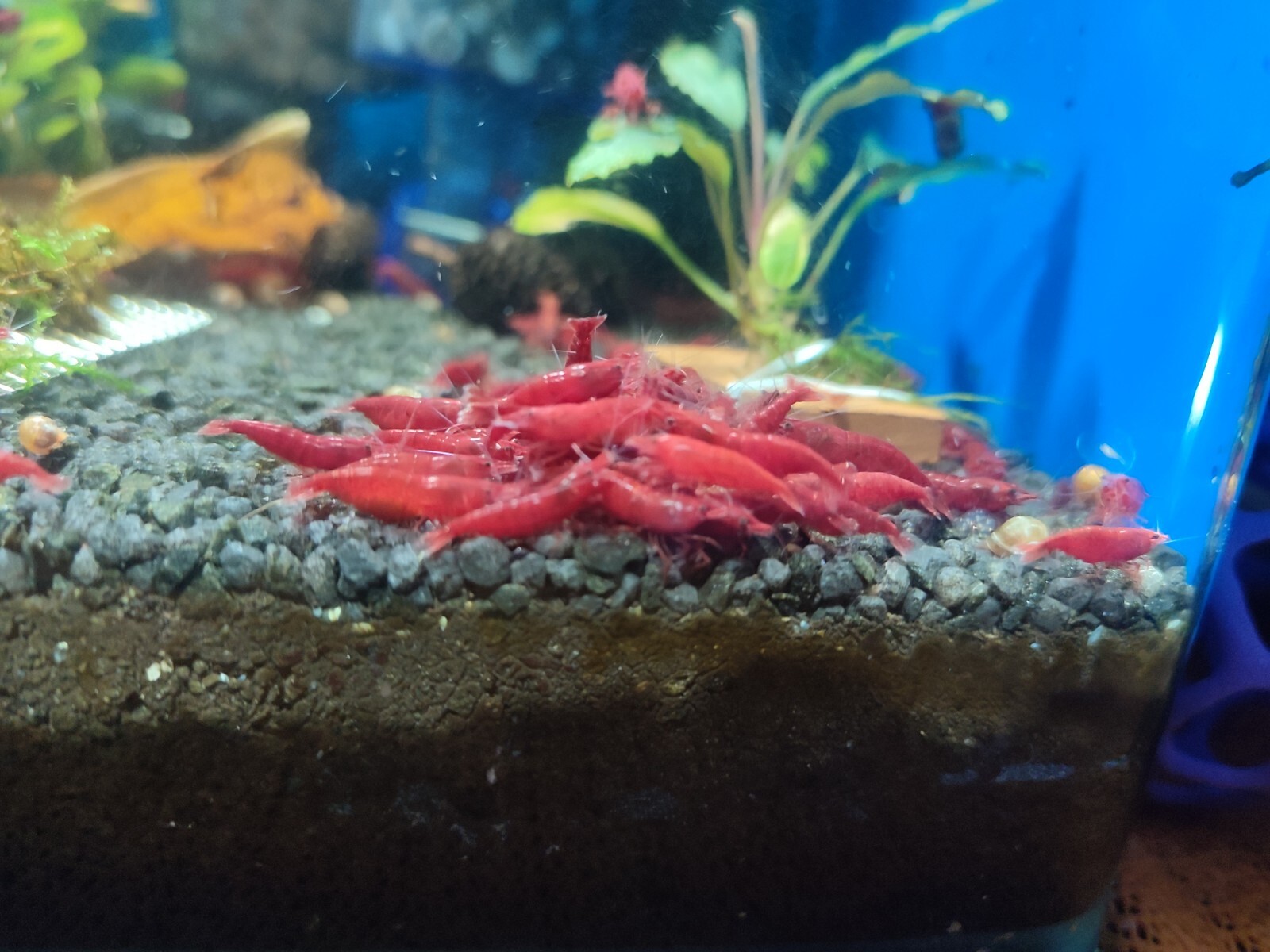 Lotto 10+1 Omaggio Neocaridine Bloody Mary/acquario/caridine/gamberetti foto 3