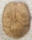 Real 5.25” Turtle Shell Taxidermy Oddity Curiosity Craft Specimen — photo 5