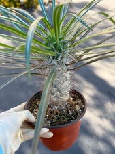 Madagascar Palm Pachypodium Geayi   Rare Succulent Tree Cactus   Live Collector