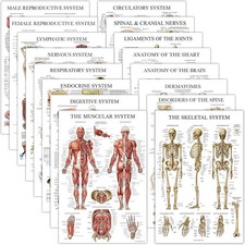 16 Pack - Anatomical Posters - Laminated - Muscular, Skeletal, Digestive, Respir
