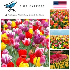 100-Pack Mixed Tulip Flower Bulbs – Bulk Pack of Colorful Tulips for Spring B...
