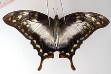 PA14769. Insects, butterflies: Meandrusa sp. North Vietnam.