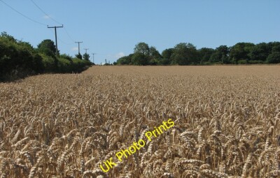 Foto 12x8 Wheatfield on White Hill Cherry Hinton Granham's Road, lea c2015