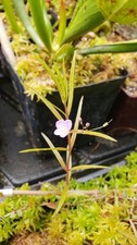 New Carnivorous Plant Bog Companion Marsh Speedwell Potted Live Plant New Carnivorous Plant Bog Companion Marsh Speedwell Potted Live Plant