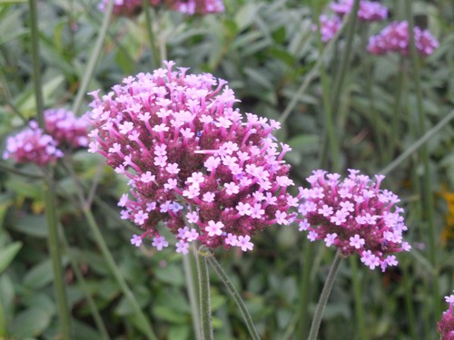 Pflanze/Blume Eisenkraut lila Sämereien,