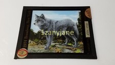 QDW Glass Magic Lantern Slide Photo GRAY WOLF AAAAA