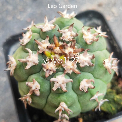 3cm Echinopsis chamaecereus Rarecactus plant with roots home garden