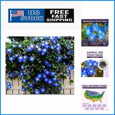 Attract Butterflies with 250 Heavenly Blue Morning Glory Seeds - Easy to Grow