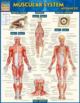 MUSCULAR SYSTEM ADVANCED (QUICK STUDY ACADEMIC) By Inc. Barcharts **BRAND NEW**