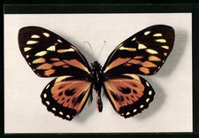 Postcard Comité National de l'Enfance, Ornithoptera Aruana, butterfly 