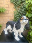 Large Cavalier King Charles Dog Statue Sheep Dog Figurine Ornament Gift BNIB