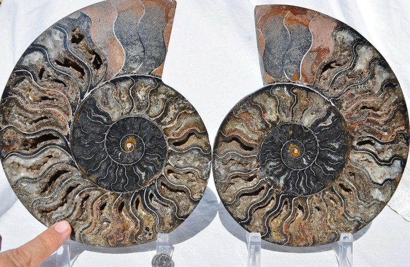 Large Black Ammonite Pair Crystals 110myo Dino age Fossil XL 219mm 8.7" 9210ee