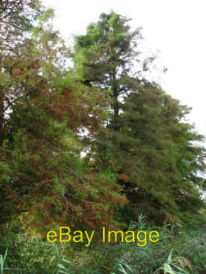 Photo 6x4 Cypress trees West End/TG4911  c2007