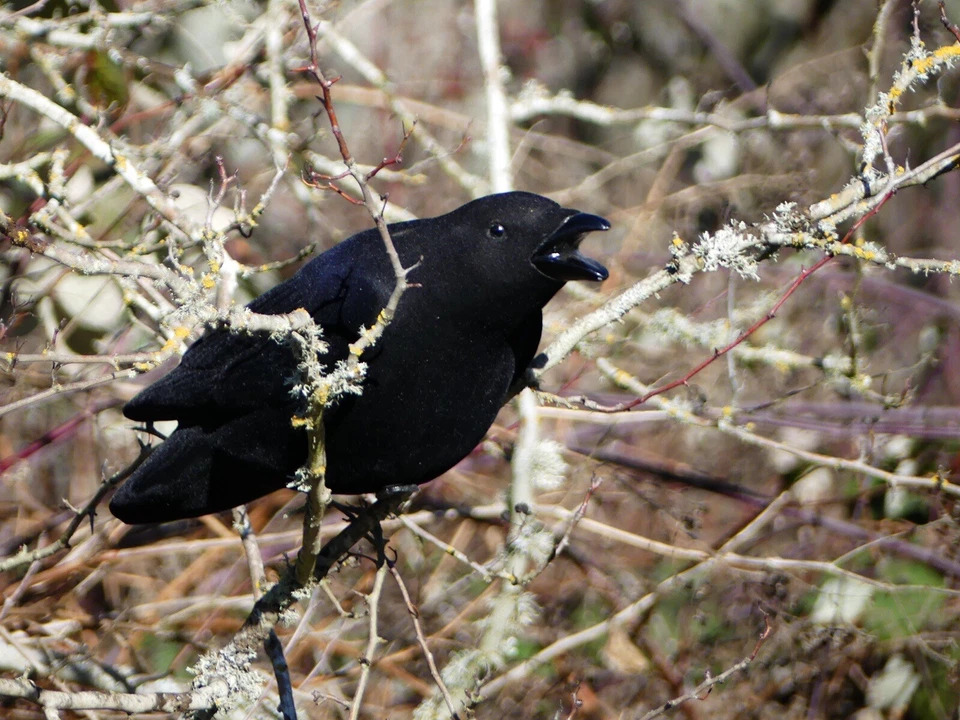 FA-194002 LAST PASS FULLY FLOCKED CROW DECOYS - 3 PACK - FINAL APPROACH - Image 4 of 4