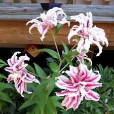1 - MAGIC STAR Double Oriental Lily Flower Bulb - Perennial Eye Catching Blooms