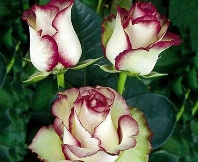 10x graine Rosier Grimpant BLANC + VIOLET / WHITE + PURPLE rosebush seeds Rose
