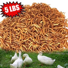 Dried Mealworms Bulk Non-GMO Organic for Wild Blue Bird Food Chickens Hen Treats