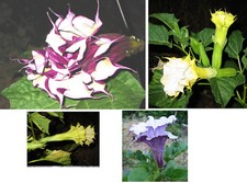 🔥 Datura Mix 3* 2-3 fiori ripieni 4 varietà da 15 semi pianta in vaso