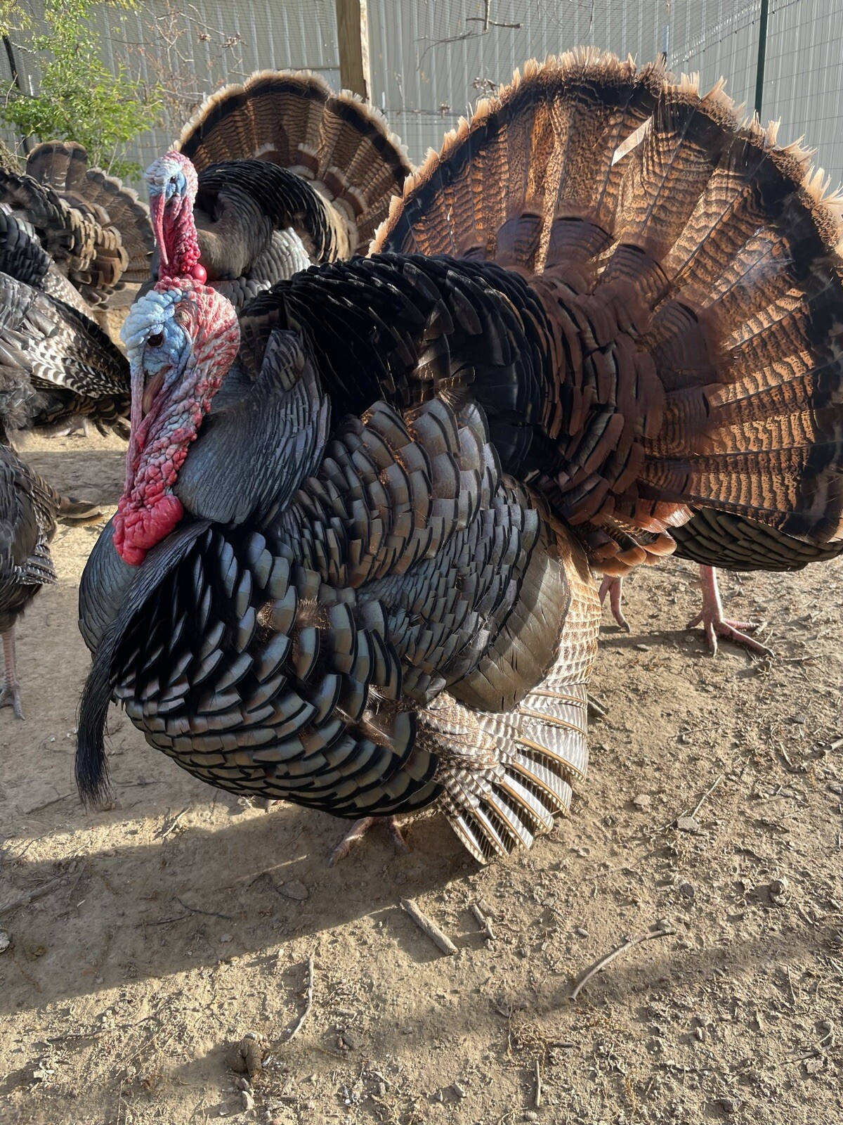 6 Rio Grande Turkey Eggs eBay