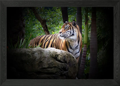 Tiger Wildtiere Wildkatze Ti Gerahmtes Wandbild Poster Leinwanddruck Bild