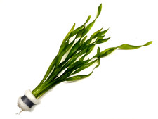 Vallisneria Asiaticia