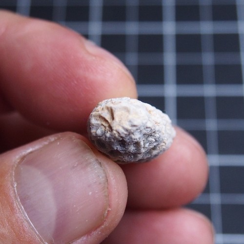 31mm Equicalastrobus sp. Pine Cone Seed Chalcedony Fossil Plant Eocene 1329 - Picture 7 of 7