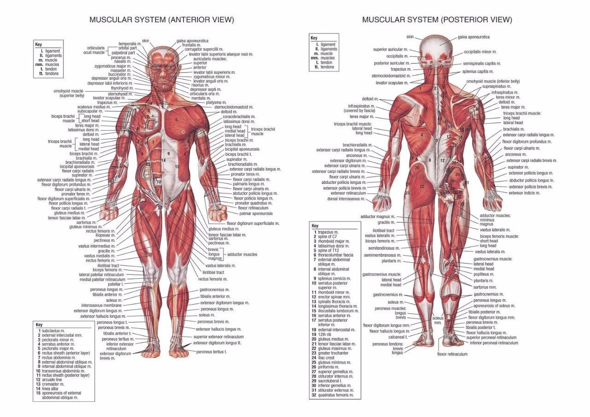Muscle Anatomy Chart Hd Wallpapers Plus