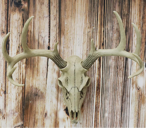 10 European Mount Skull Hanger Deer Skull Mount Euro Mount Skull Hanger Deer Sku - Picture 4 of 12