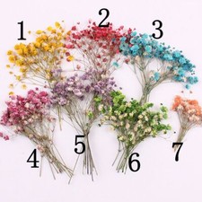12PCS real Pressed Baby's Breath Flower with stem, 8 colors dyed available FCD24