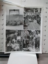 ABC TV photo 1980s THORN Birds sheep shearing station Brett Cullen Bryan Brown