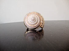 VTG HANDMADE NATURAL LACQUERED SEASHELL GOLD PLATED HINGED DRESS/SCARF CLIP