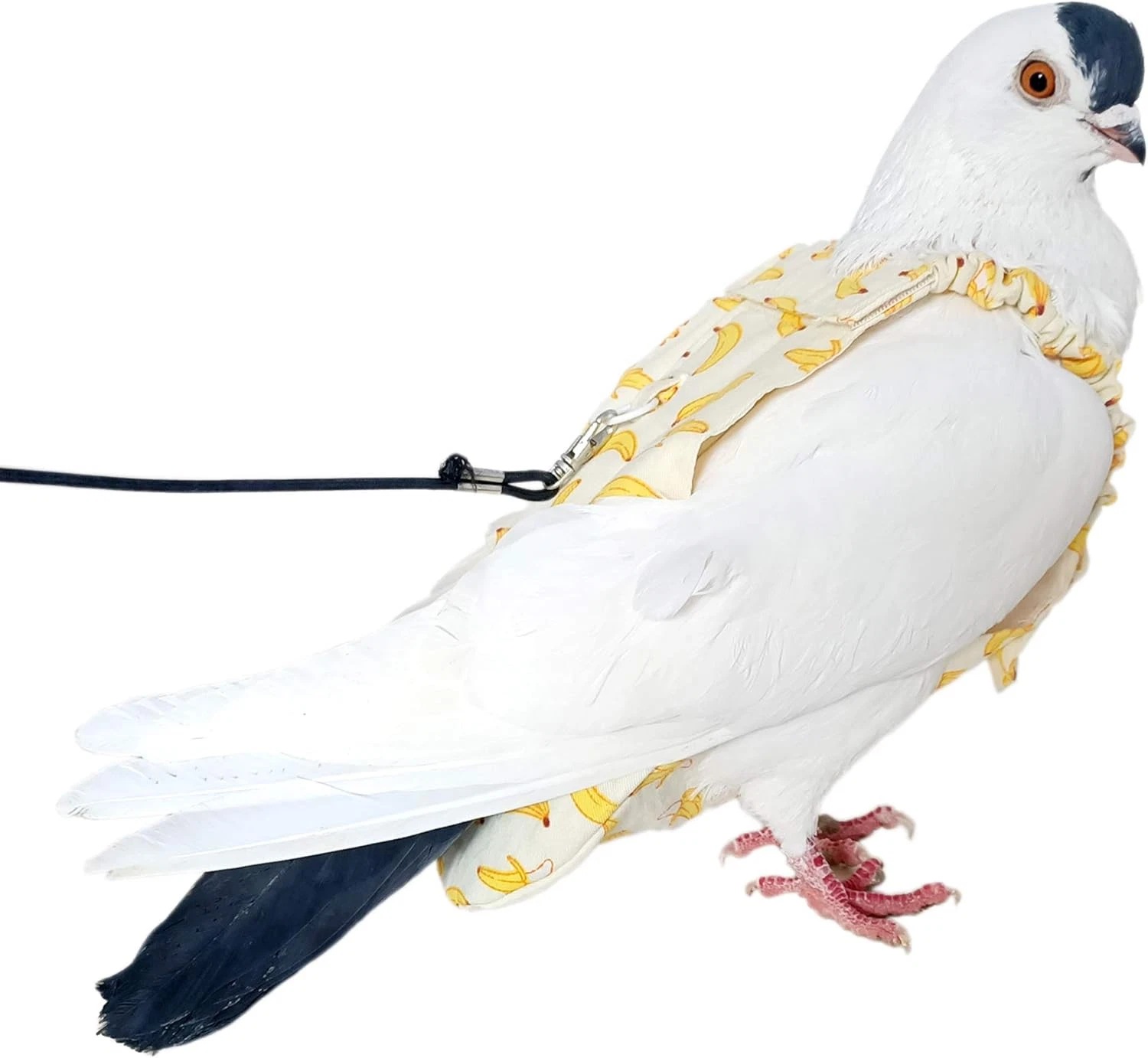Waterproof Pigeon Diaper Adjustable Incontinence Protector For Birds 5 Months...