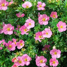 Potentilla Lovely Pink - Shrubby Cinquefoil | Deciduous Potted Garden