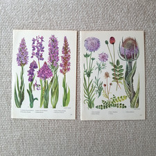 Orchidee Distel Blumen Pflanzen Botanik Vintage 1962 Buchdruck Wandbild #108