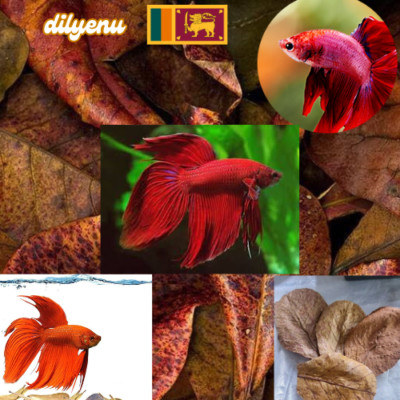 Almond leaves catappa Dried indian ketapang shrimp betta fish aquarium car 100g