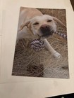 Happy Birthday Dog  greeting card — photo 1