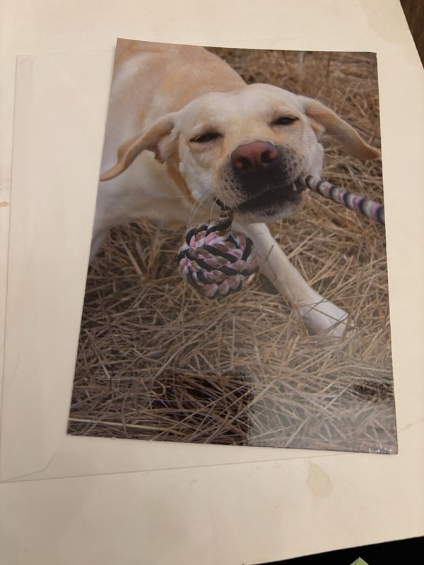 Happy Birthday Dog  greeting card