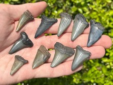 Fossil Mako Sharks Teeth LOT OF 10 South Carolina Megalodon Age Shark Tooth