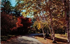 New York Winding Road Autumn Leaves Scenic Forested Pathway Chrome Postcard