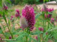 Seed Ranch Red Clover Seed - 1/4 lb.