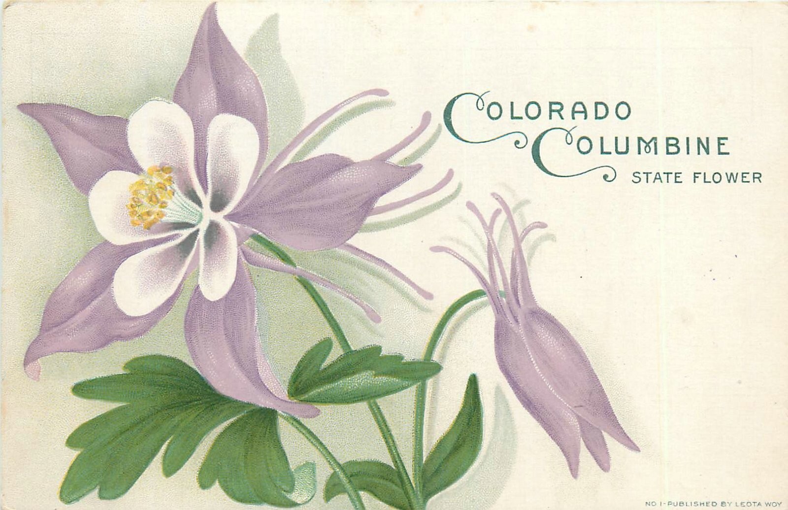1908 Colorado Columbine State Flower Postcard 25-3861
