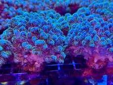 Green Pocillopora Damicornis Aquaculture Saltwater SPS Coral. Grown in USA
