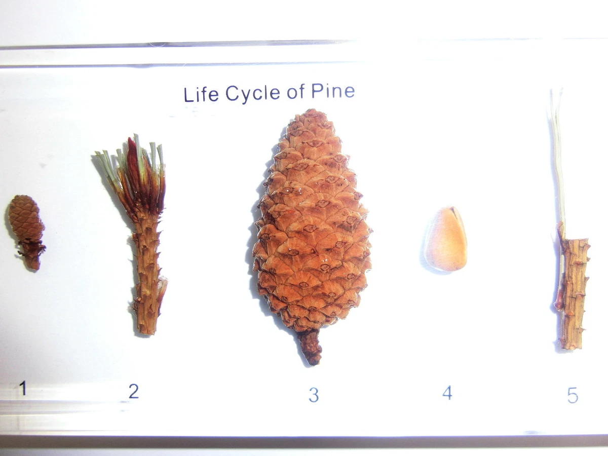 Pine Life Cycle Diagram