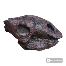 Gastonia burgei teschio nodosauro replica fossile-Dinosauri-Paleontologia