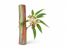 Rainbow Gum Eucalyptus deglupta Seeds – Rare Colorful Bark Rainforest