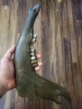 Historic Bison lower jaw bone buffalo 
