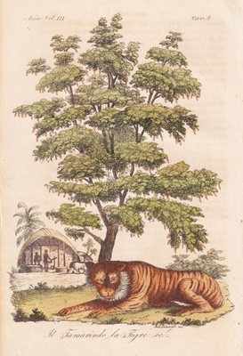 Tiger Tamarindenbaum Tamarind tree Botanik Asien Kupferstich Ferrario 1830