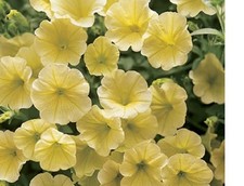 3  X MIX  C  SURFINA  TRAILING PETUNIA MIXED  PLUG PLANTS PRE ORDER