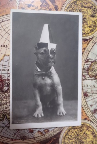 RPPC DI UN BEL CANE CARLINO CHE INDOSSA PAPILLON COLLARE BIANCO E BELLISSIMO CAPPELLO 1903 - Foto 2 di 6
